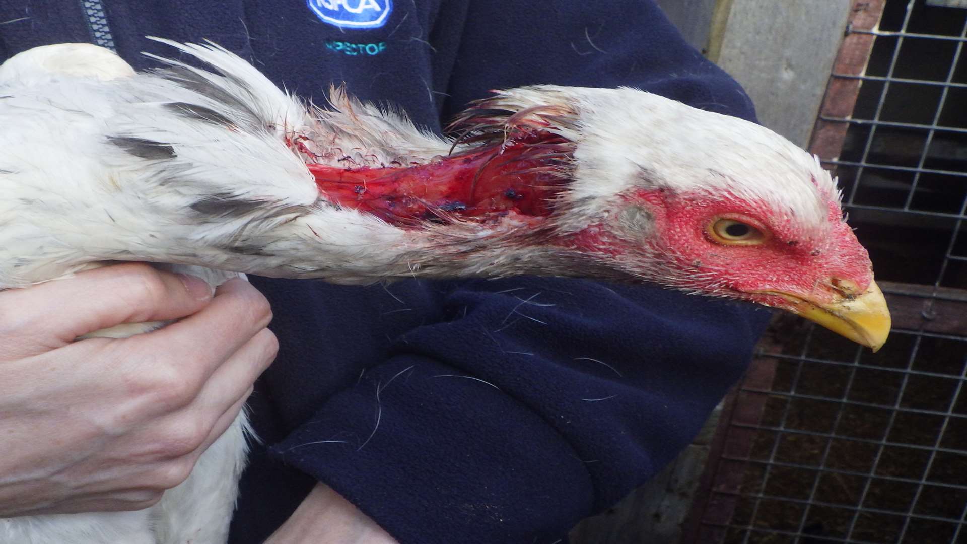 An injured hen found at the site