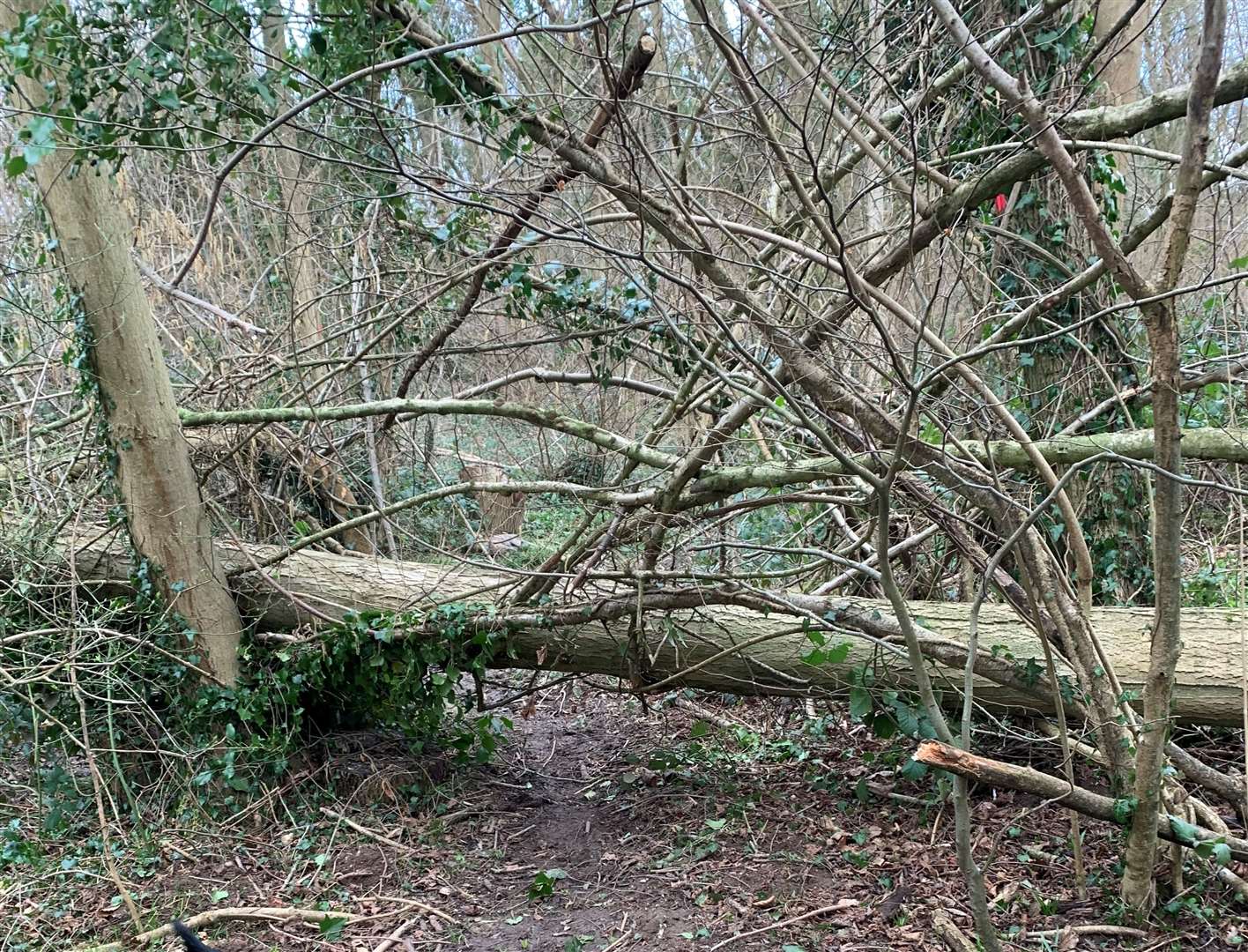 Storm damage at Larkey Valley Wood in Chartham. Picture: Canterbury City Council