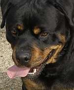 A Rottweiler. Library image