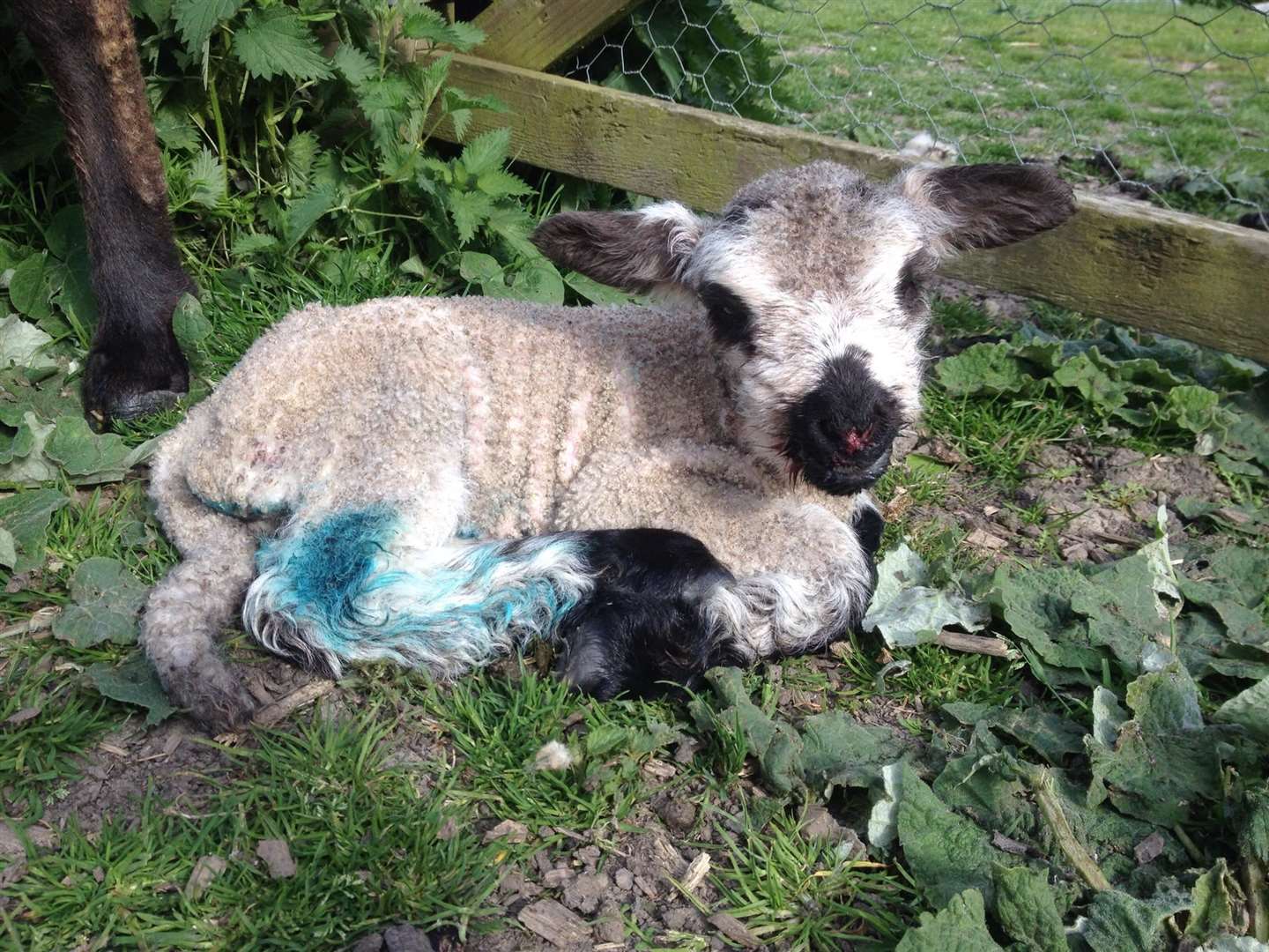 Lizzie Offens rescued a lamb from death's door after crows pecked at its mouth