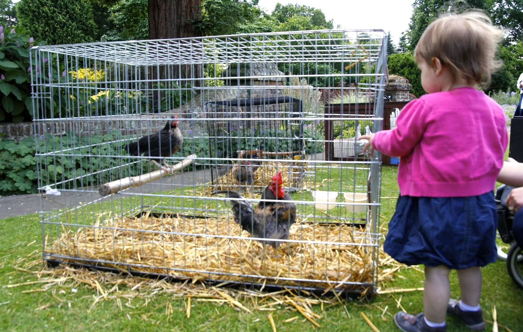 Like to see some hens this weekend? It's time to head to Great Comp Garden