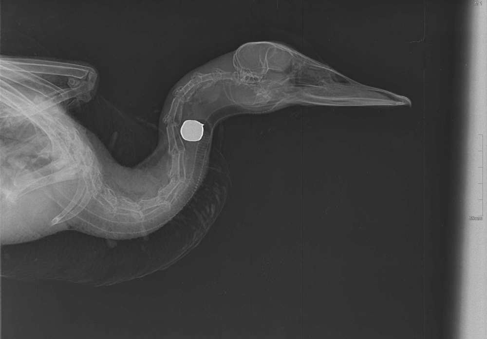 X-ray of shot duck