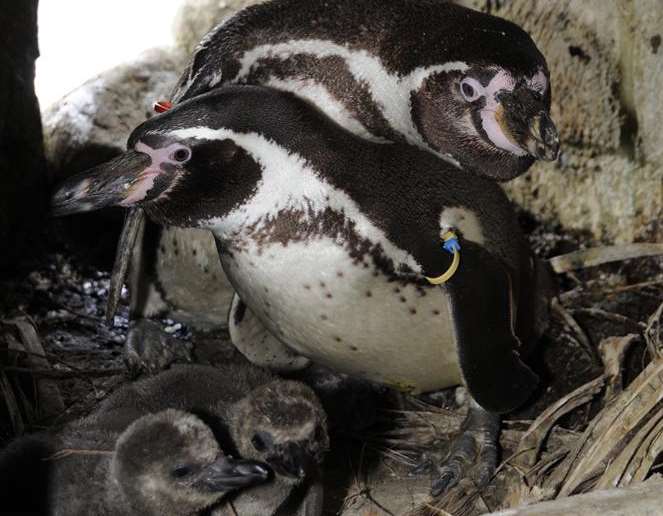 Penguins Lilly and Palamedes with new chicks at Wingham Wildlife Park