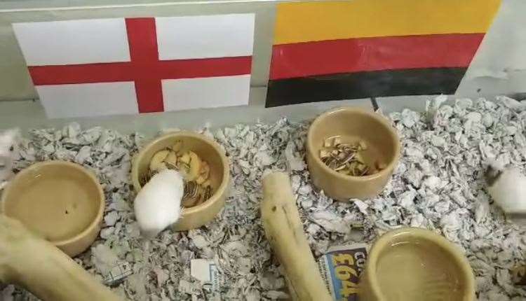Mystic mice from the RSPCA Leybourne Animal Centre have predicted an England win