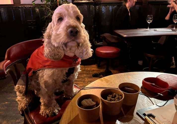 Murray enjoying the dog offerings at the Thomas Becket in Canterbury. Picture: Barry Reynolds