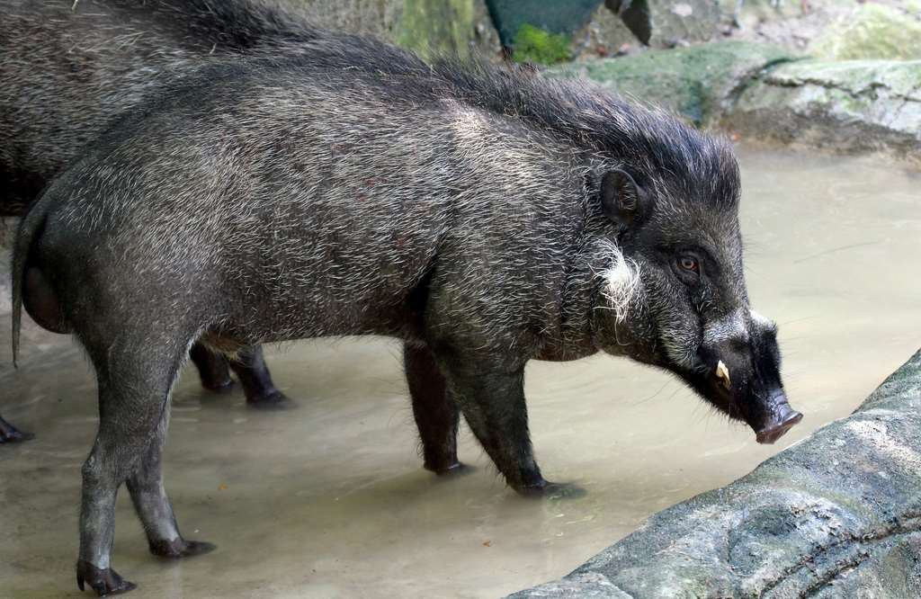 A Visayan Warty Pig
