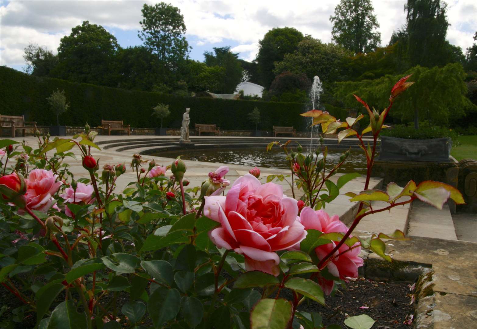 Pink, red, white and yellow roses will be out in full bloom. Picture: Vikki Rimmer