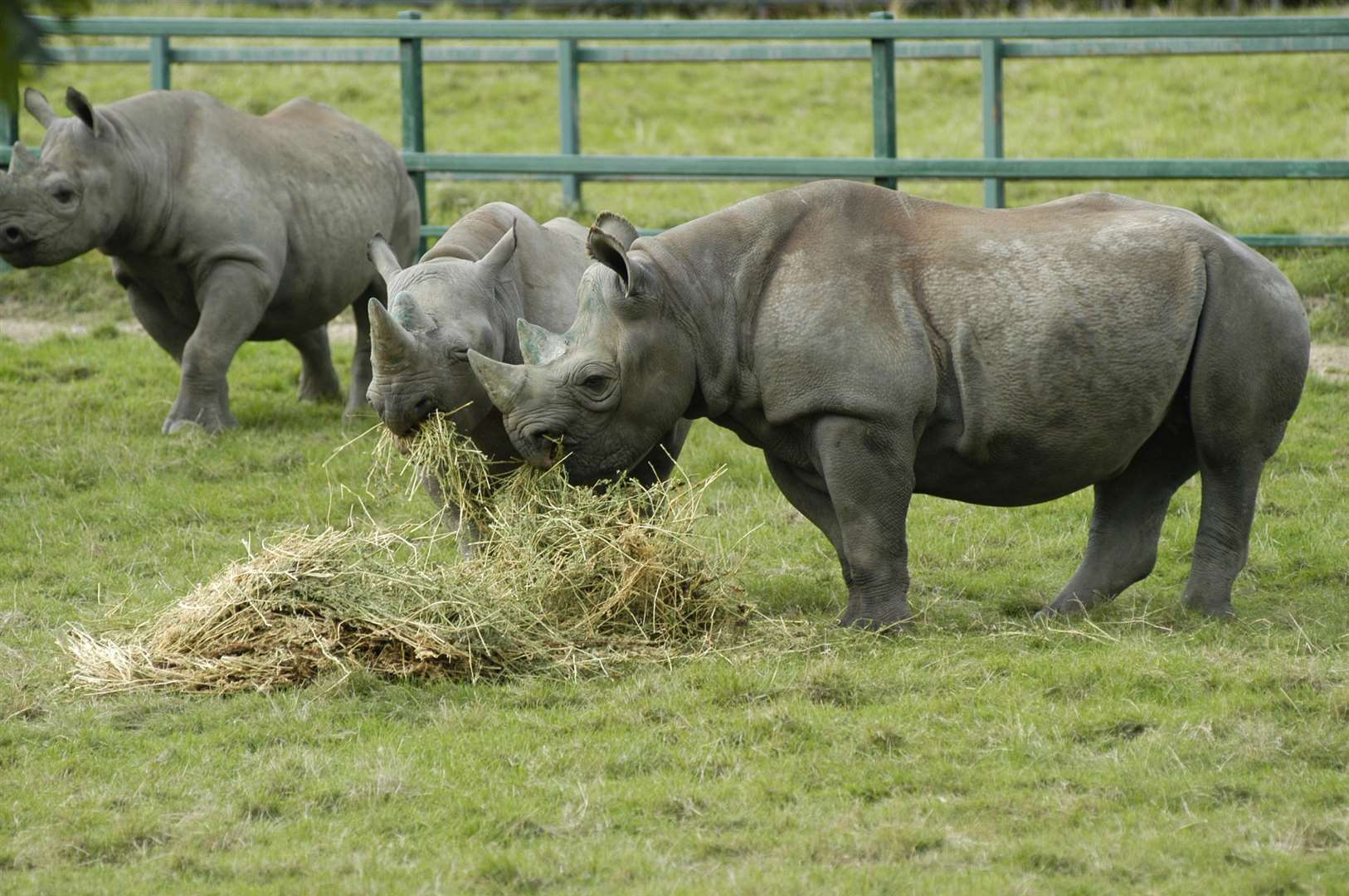 Rhinos will be guests' neighbours