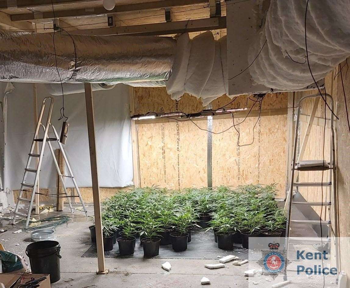 A third cannabis farm was found in Thanet in less than a week. Picture: Kent Police