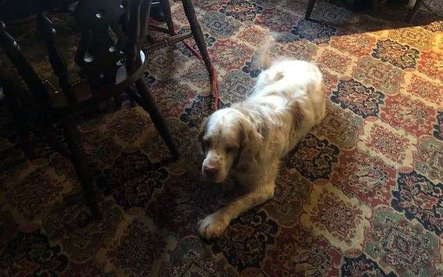 Proving the point that dogs are very welcome here, this is Reggie, who is, I’m reliably informed a Clumber Spaniel (which I’m also told is the most popular of all the Spaniels)