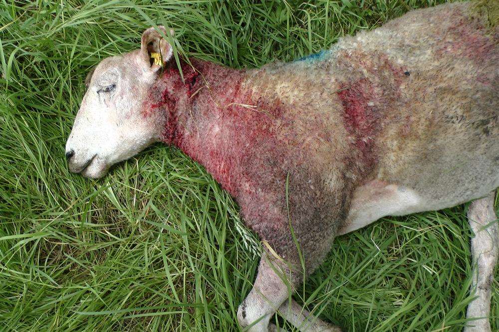 Ken Jordan's sheep was killed by a husky