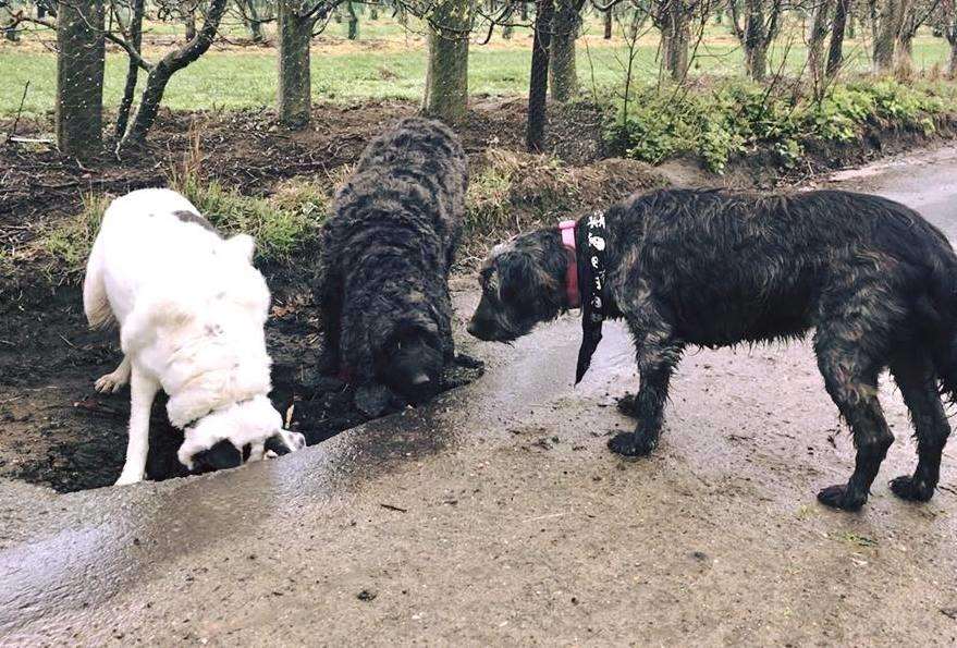 A pothole in Wenderton Lane is getting bigger by the day - and these dogs couldn’t help but explore. Picture: Jo Watson