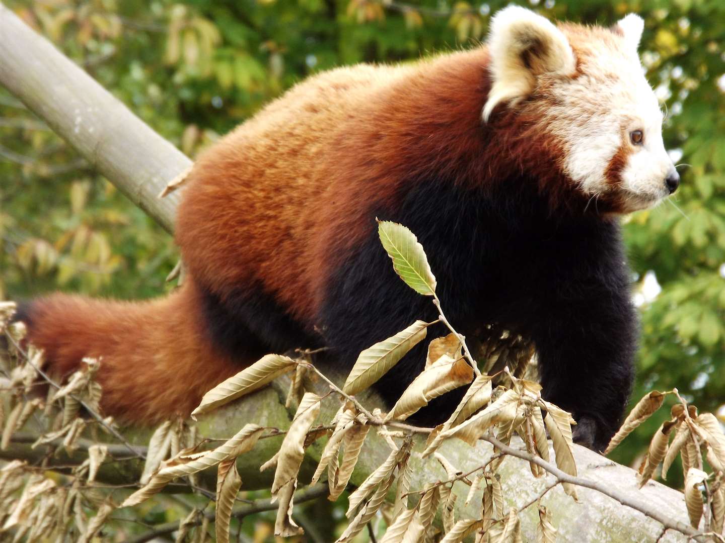 Red panda Mai Xlang at Wingham