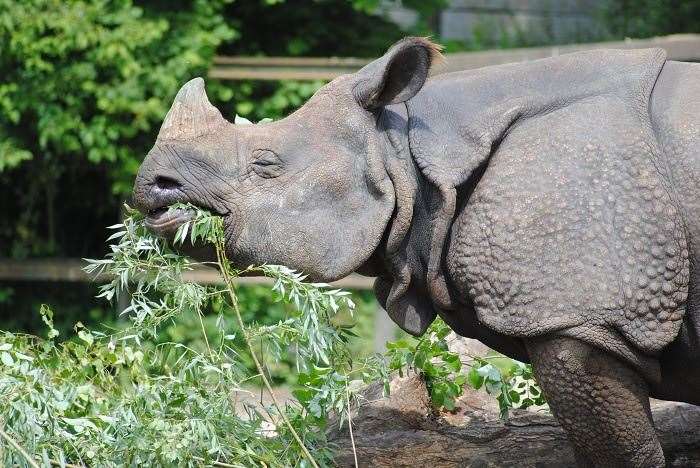 Indian rhinoceros Orys has arrived at Port Lympne, which is based near Hythe. Picture: Naomi Garton / Port Lympne Hotel & Reserve