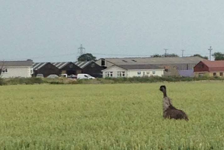 The ostrich makes its escape through a field