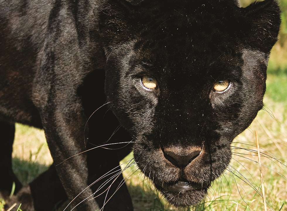 A panther lives at the Big Cat Sanctuary