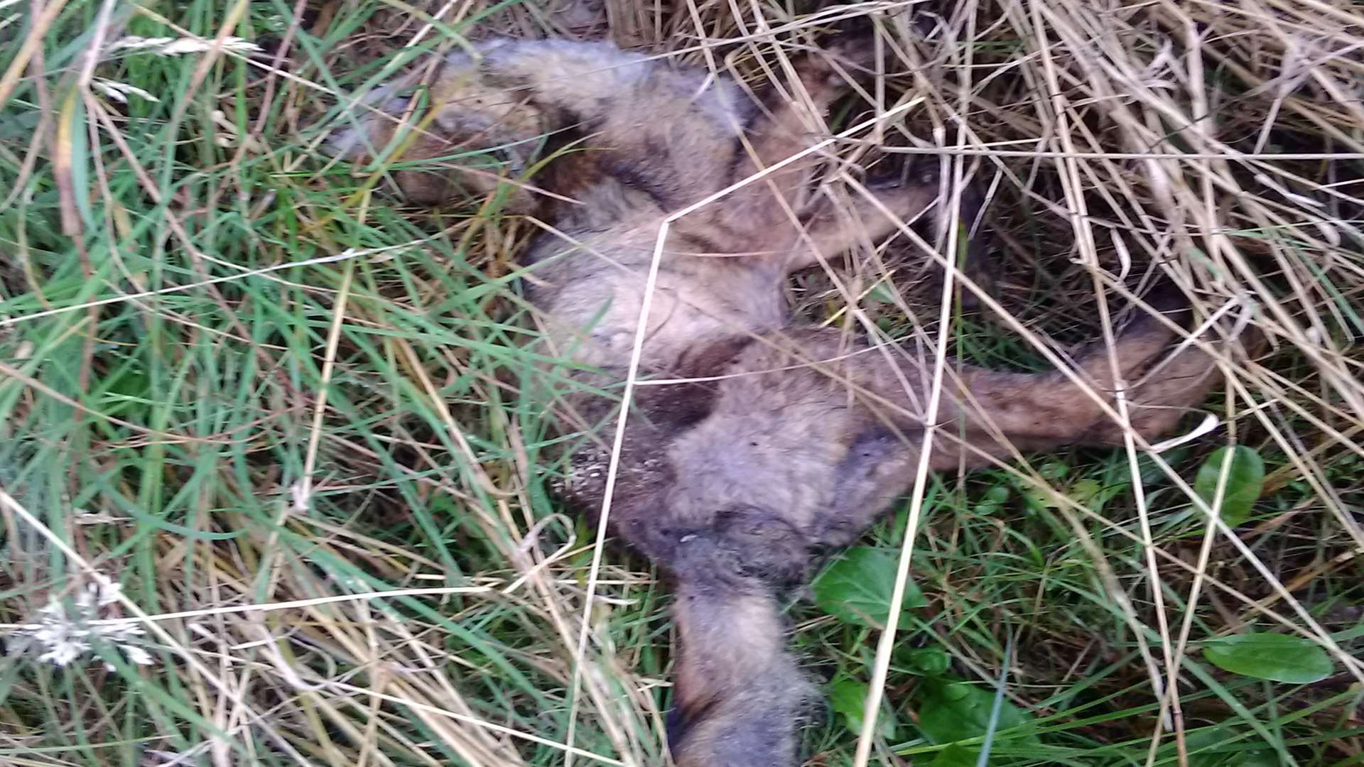 A fox is among the animals that have been killed in the area