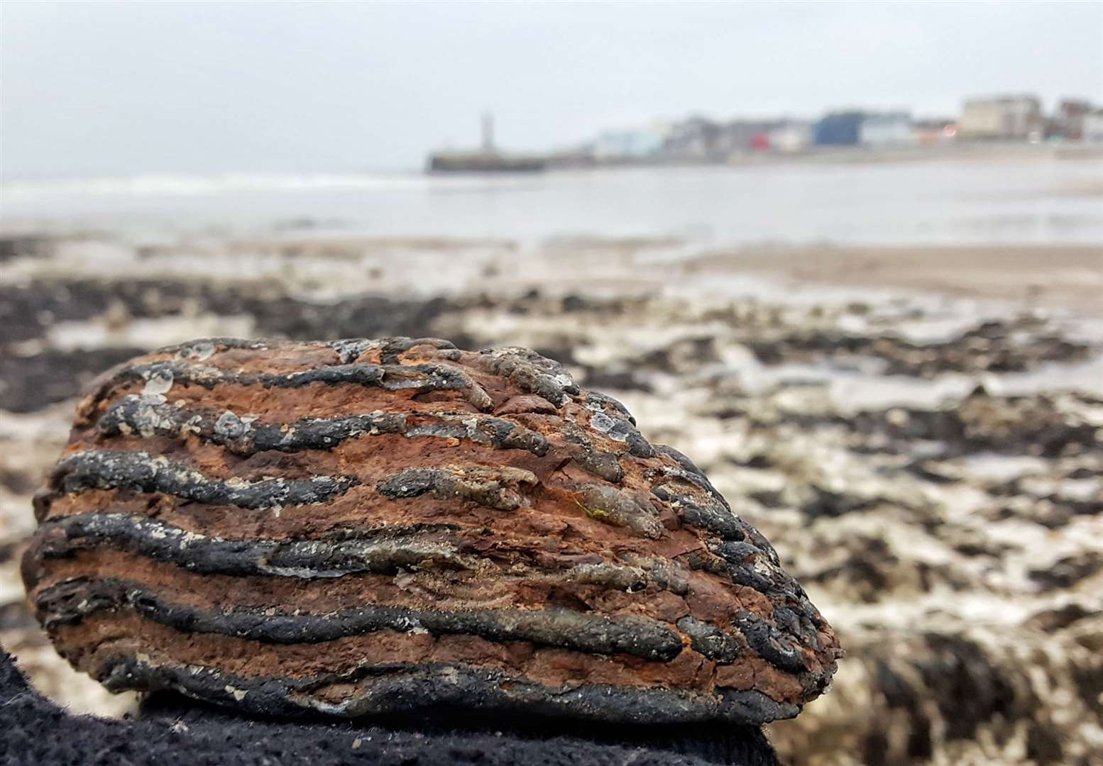 Beachcomber Frank Leppard managed to find this incredible mammoth tooth at Nayland Rocks one wintry morning. Picture: Frank Leppard