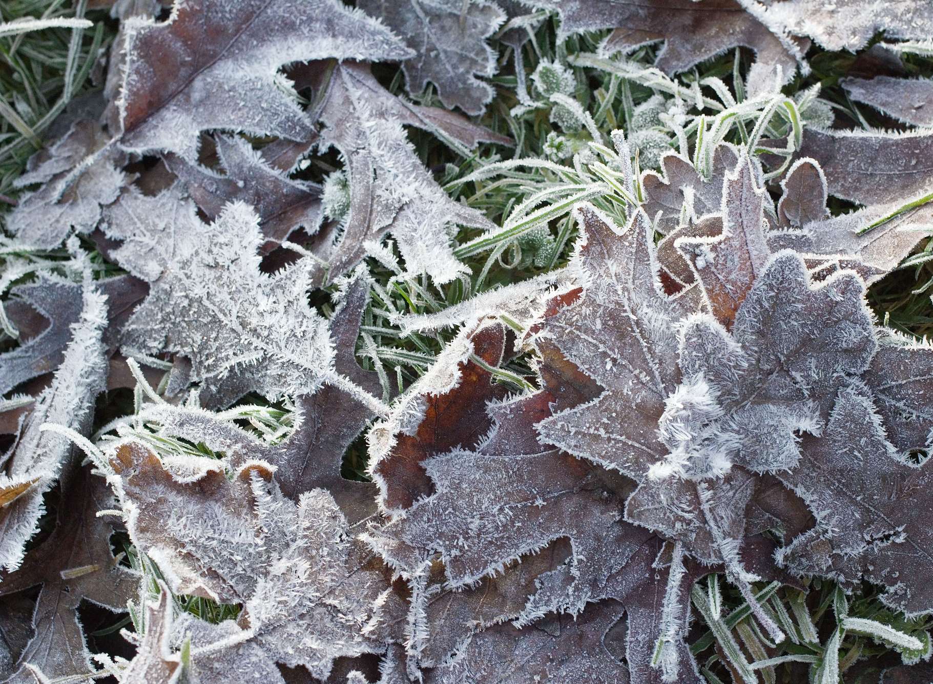 Kent's set to be hit with frost and zero temperatures. Stock image