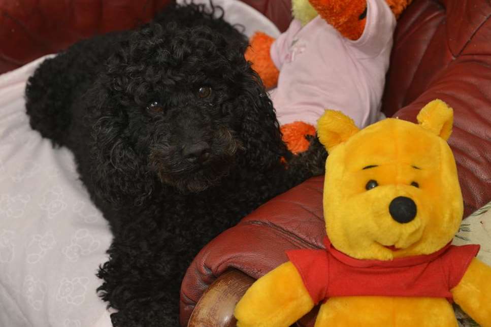Lifesaving poodle Poppy at home with a soft toy