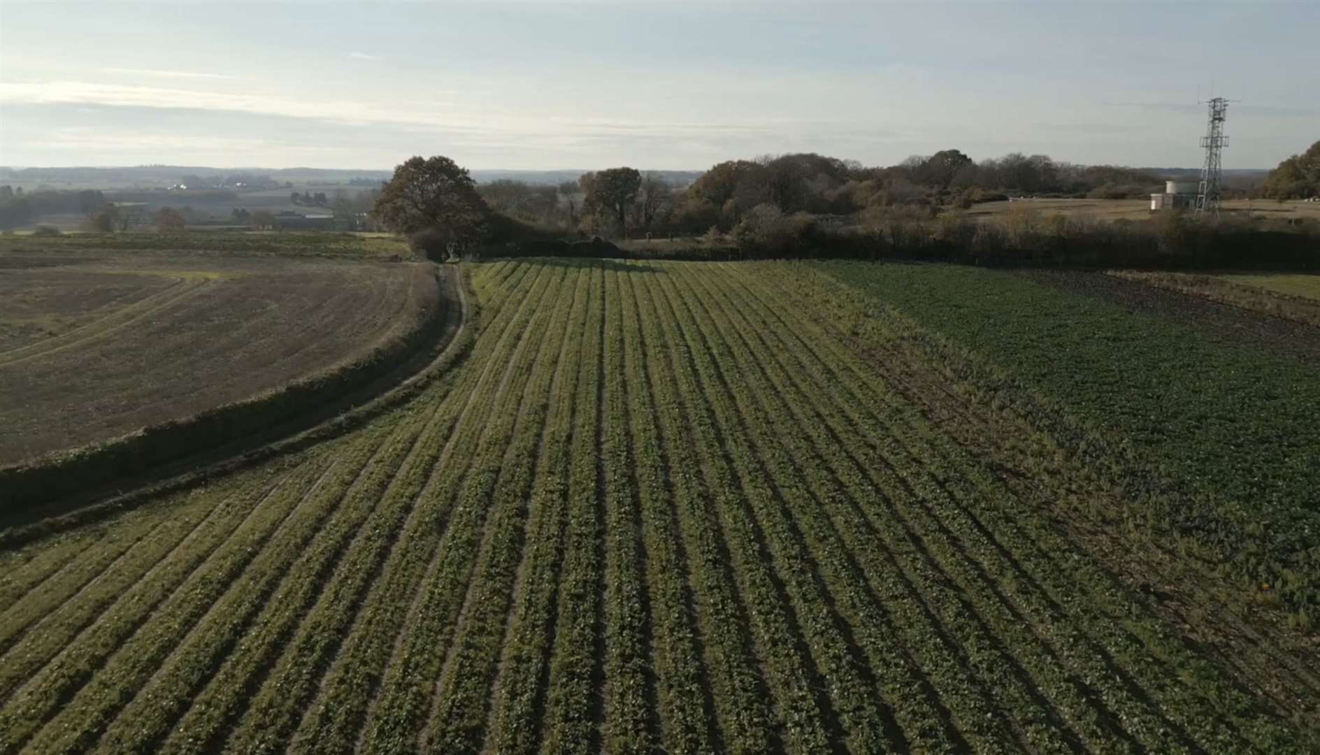 Kent farmers fear government policy will see crops grown abroad