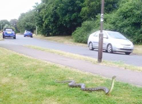 The large snake is on the loose in Larkfield. Picture: Sarah Bick