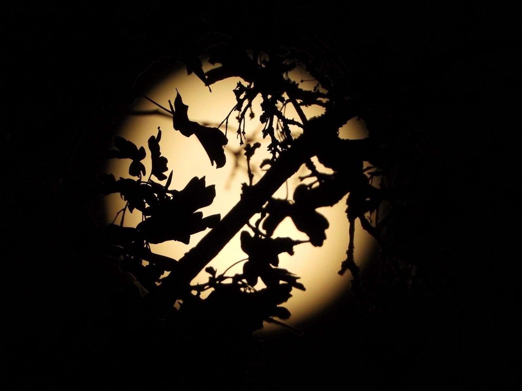A Buck moon rising. Photo: Glyn Moffitt