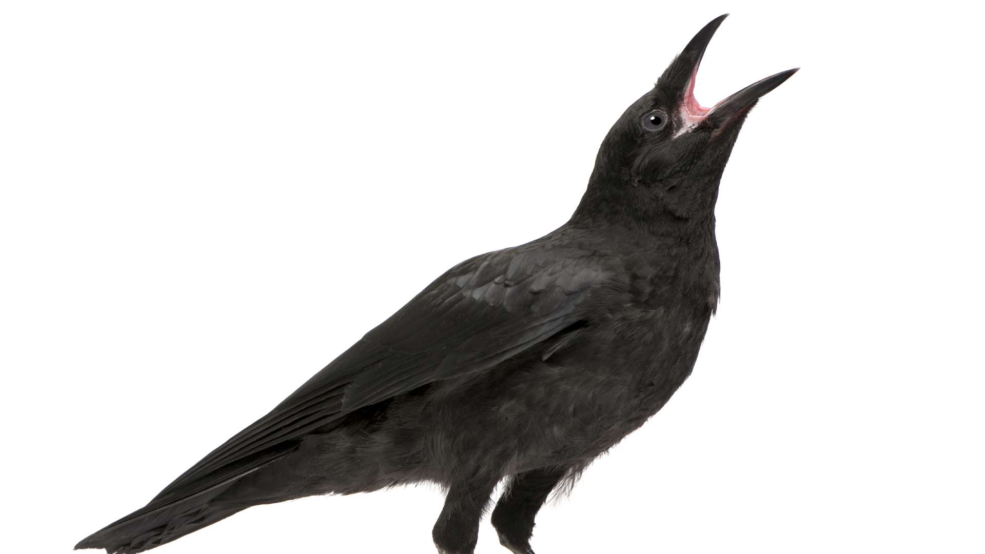 Crows were left flightless after eating treated seeds in Lydd.