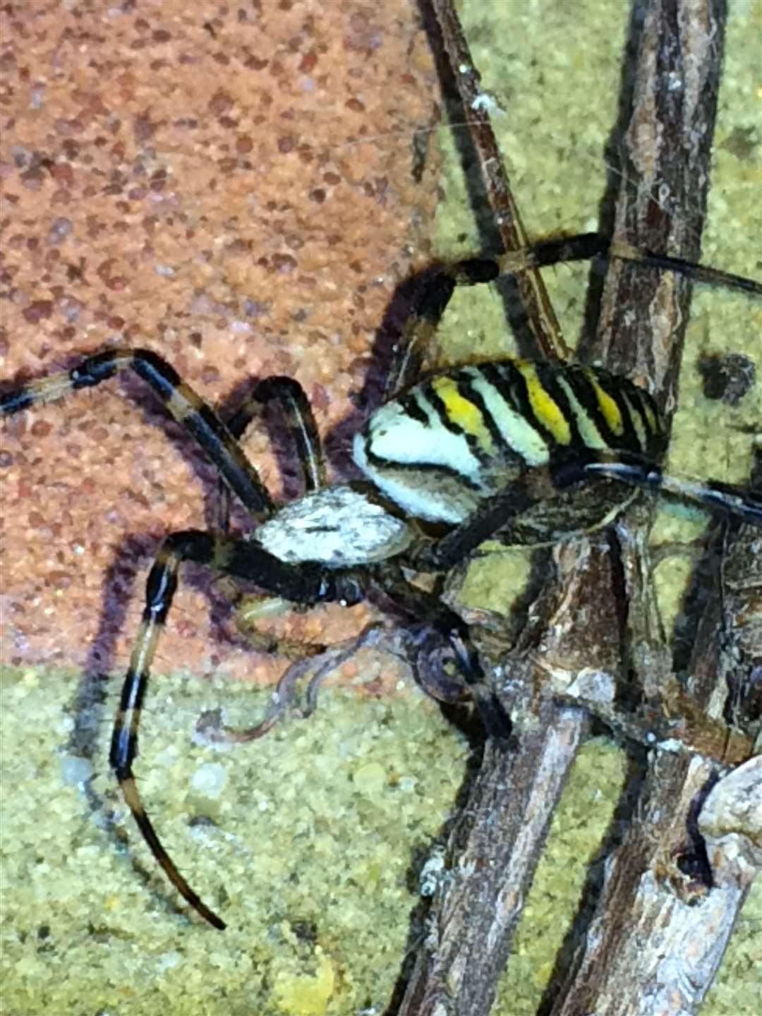 The spider had unusual markings on its back.
