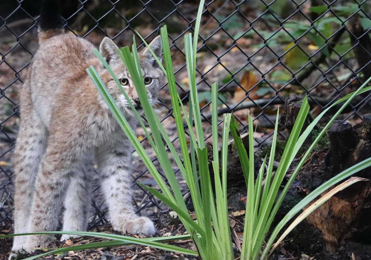 One of the lynxes that can be seen at Wildwood