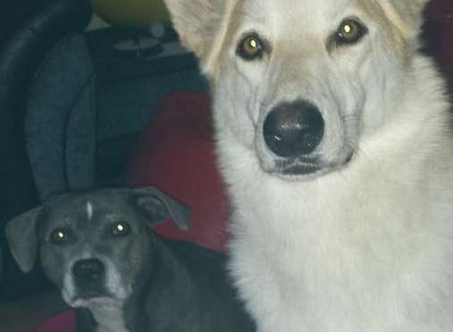 Flash the blue Staffie and Storm the German shepherd cross, were poisoned in their home