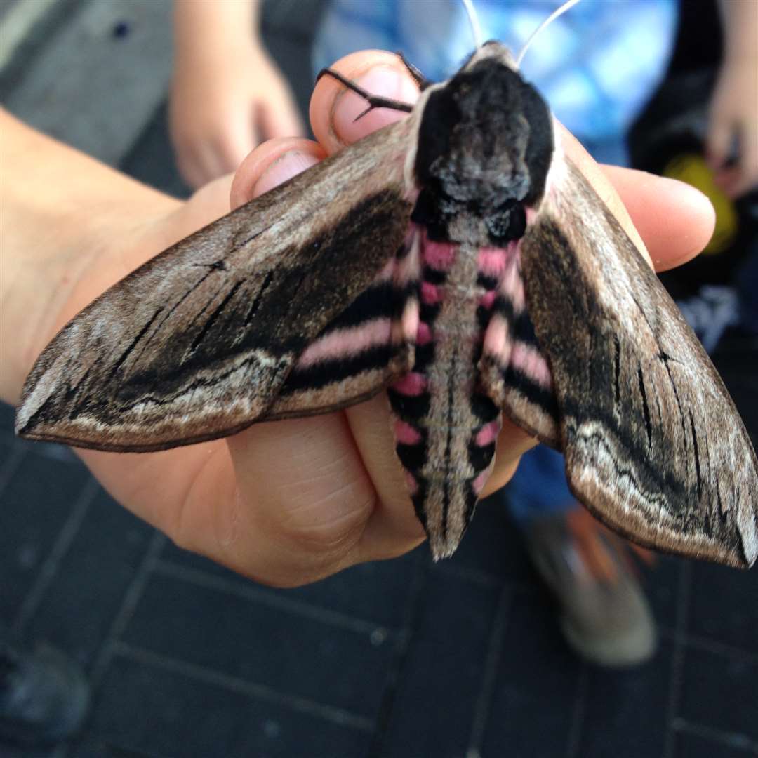 The creature turned out to be a Privet Hawk Moth