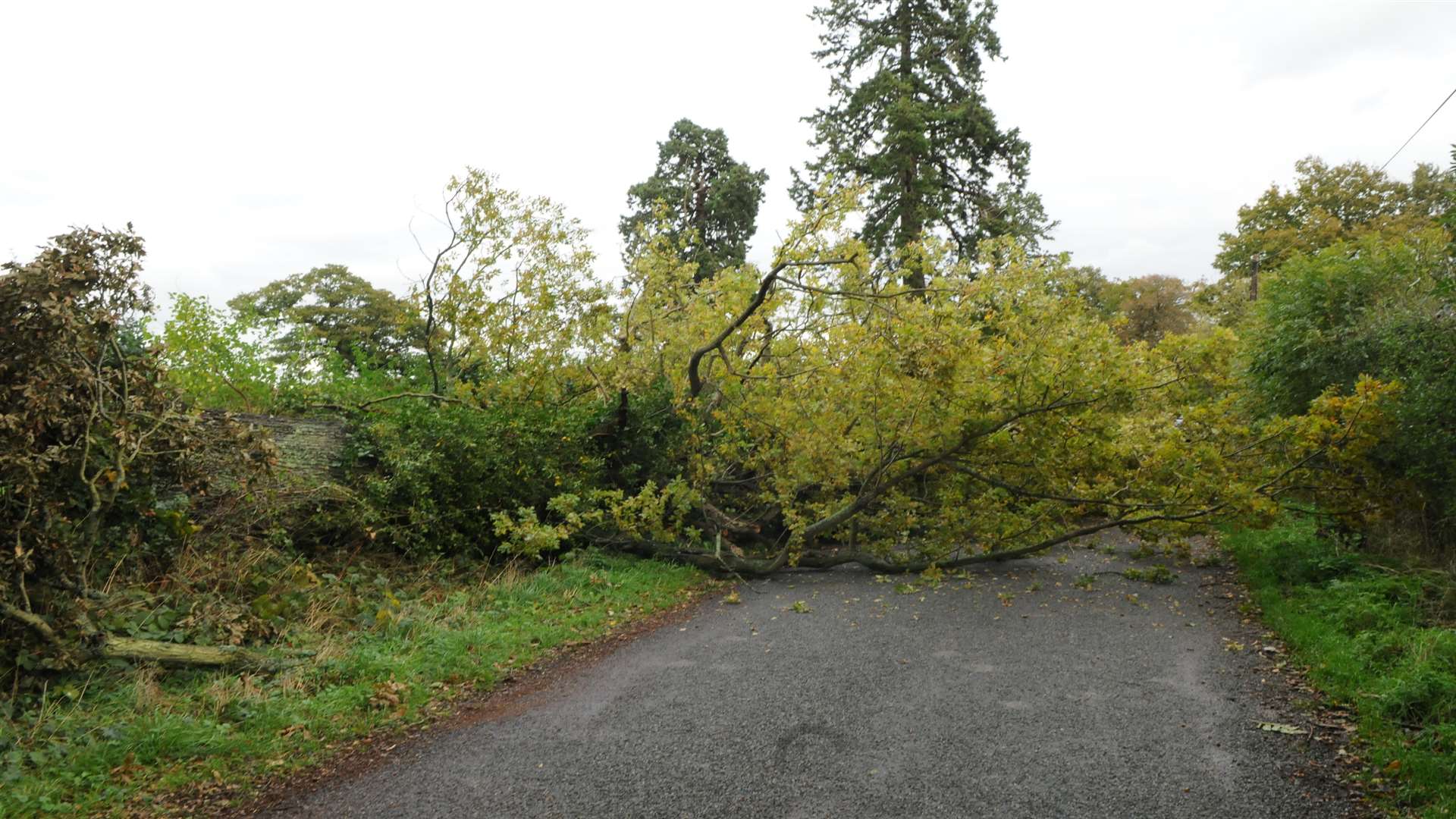A tree blown over in winds. Stock image