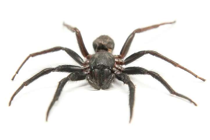 Spider that bit Scott Langworthy at home in Sheerness