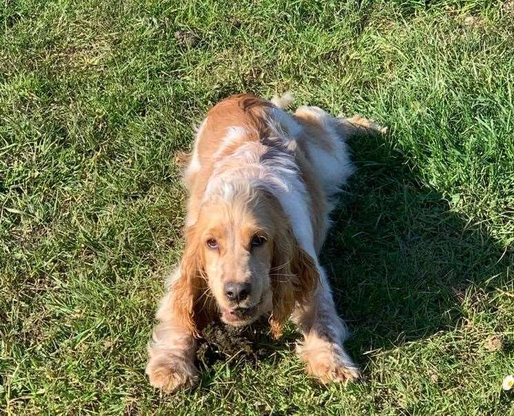 Sandy, the travellers family dog, which Tommy Smith says has been stolen and has still not returned. Picture: Tommy Smith