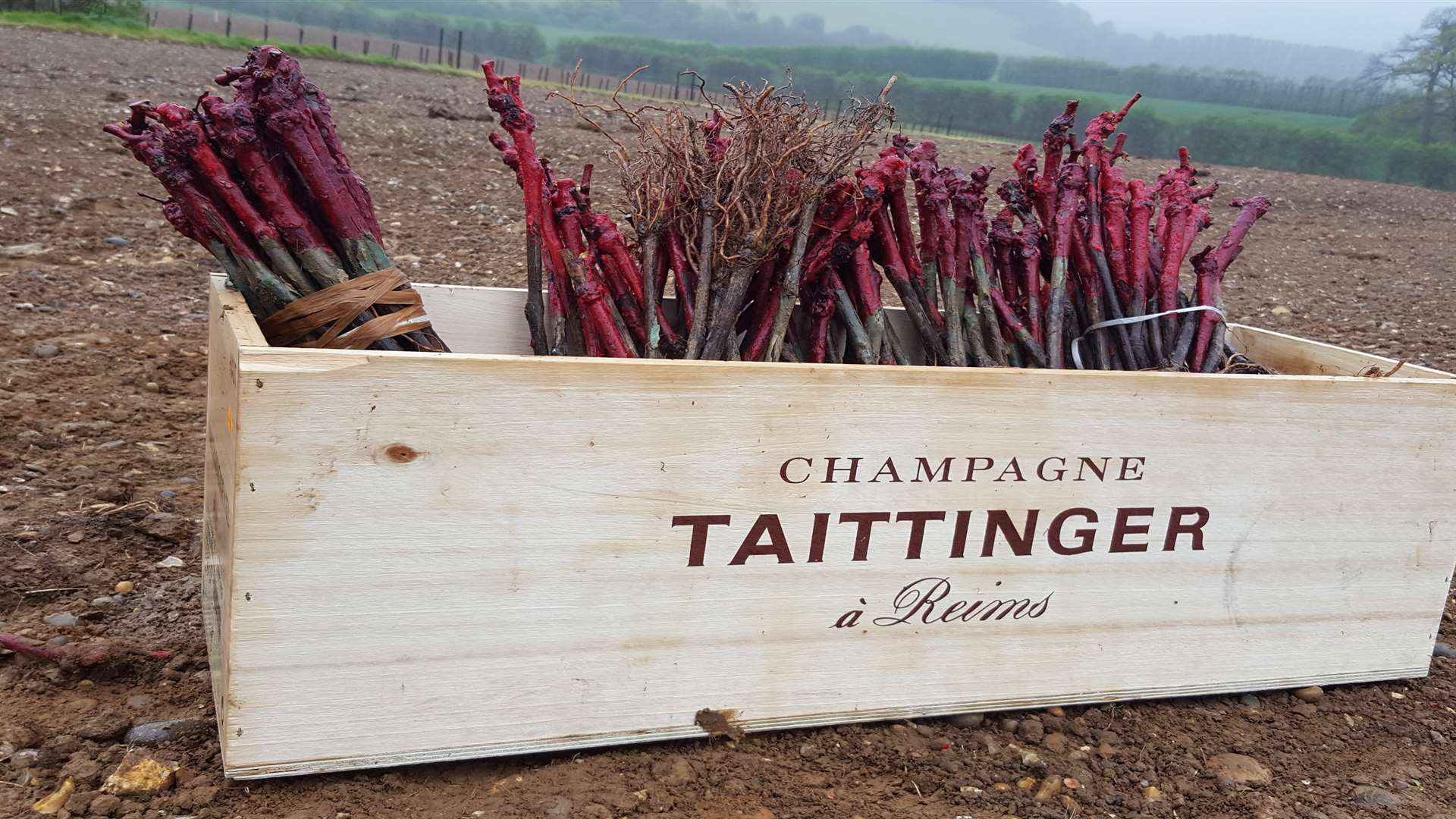 Taittinger has planted its first vines in Kent