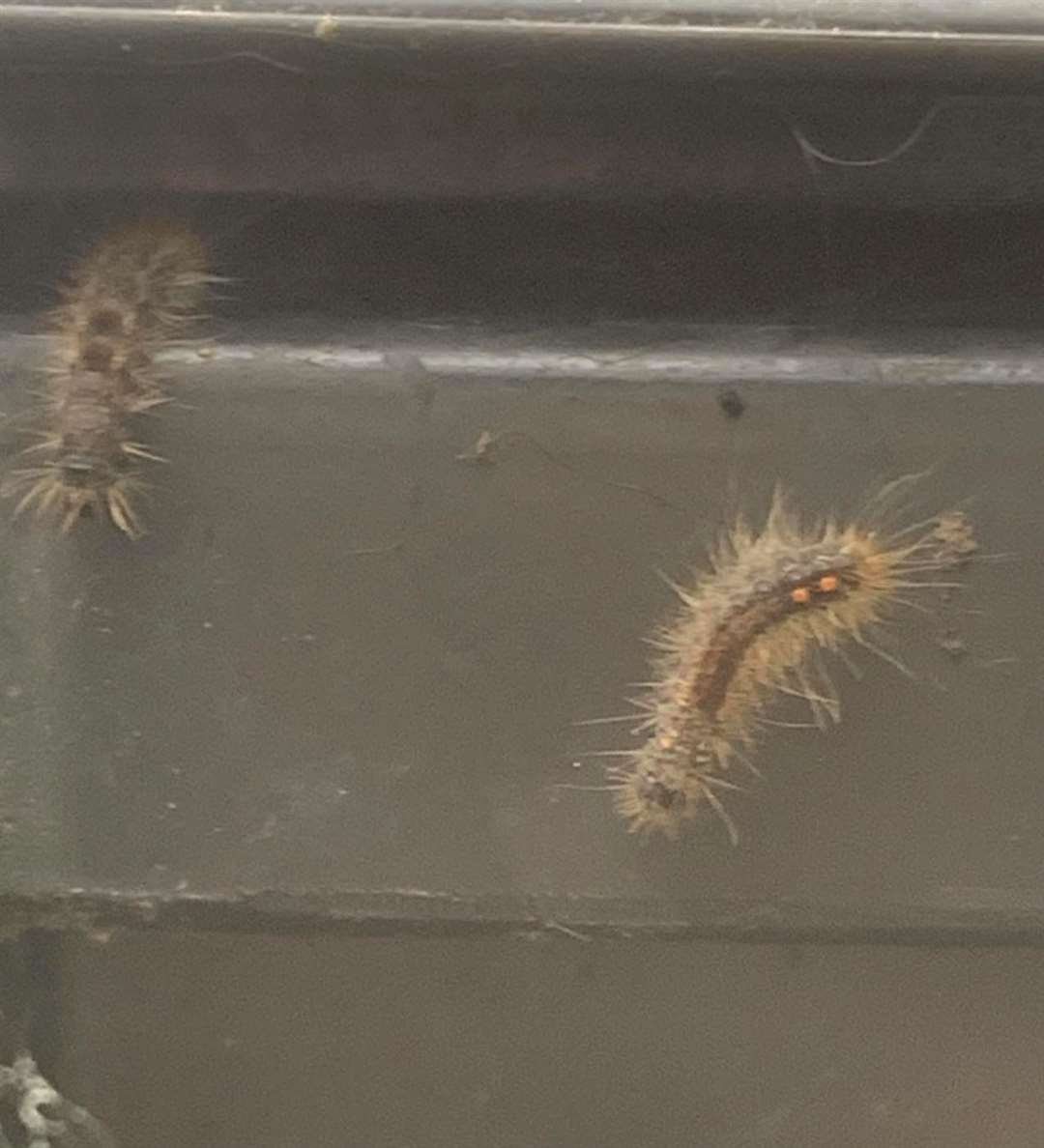 Andrea Ray has the brown-tail moth caterpillars in a cherry tree bush and spotted some on her bin. Photo: Andrea Ray