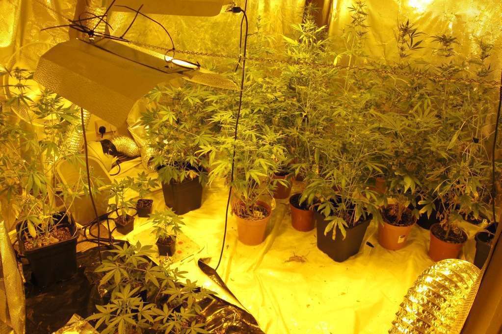 Cannabis plants have been found in two raids in Folkestone and Hythe. Stock image, Kent Police