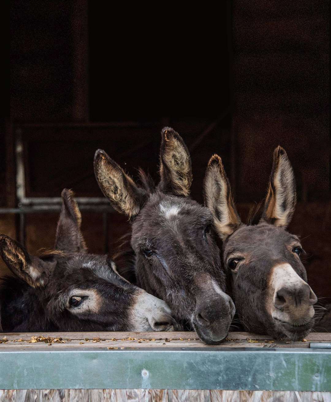 Donkeys at Happy Endings Rescue