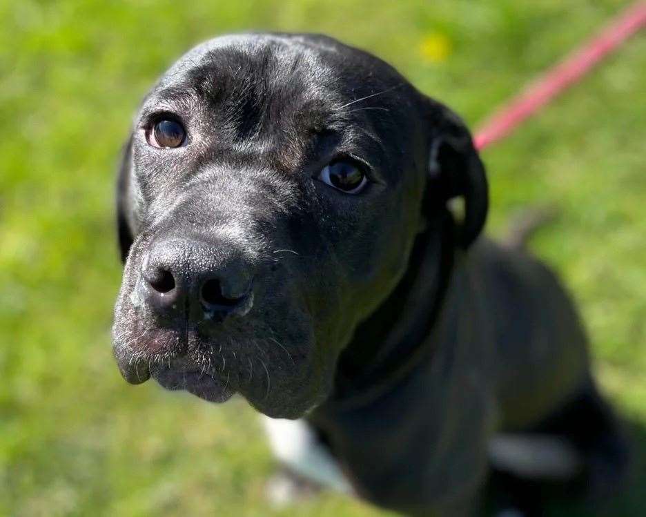Annie the cane corso was found in Teynham. Picture: SBC