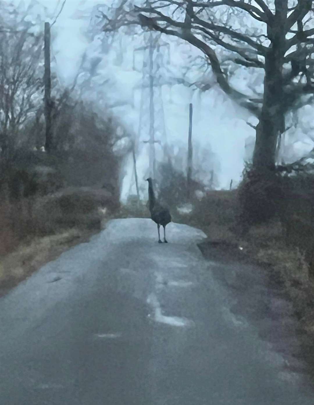 The emu was in the middle of the road