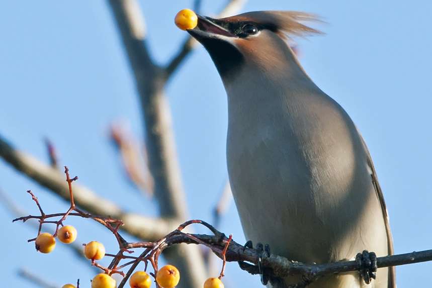 Graham Bird spotted 10 waxwings in a pub car park in Strood