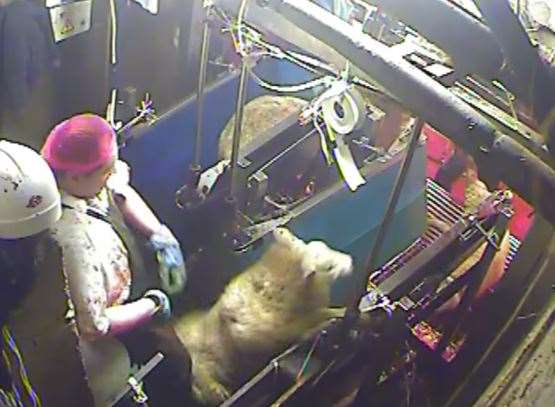 Animal Aid's footage shows workers throwing sheep onto conveyor belts
