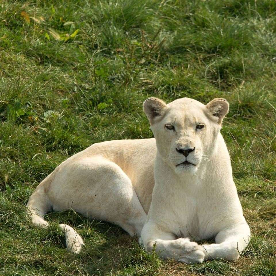 Sophia was one of the founding members of the pride. Picture: Big Cat Sanctuary (11875306)