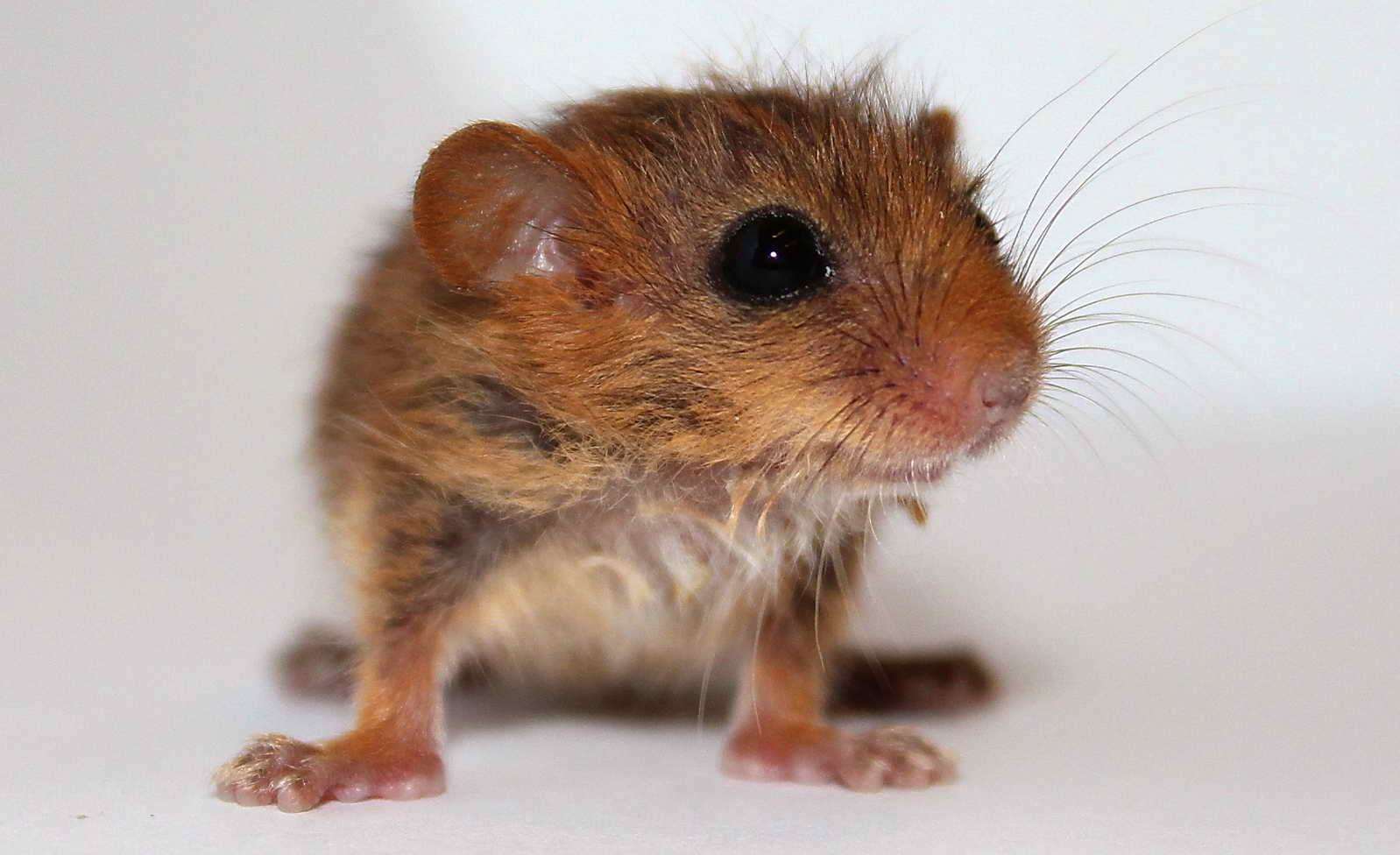 The Wildwood Trust raised 29 or the 39 dormice released this year. Picture: The Wildwood Trust