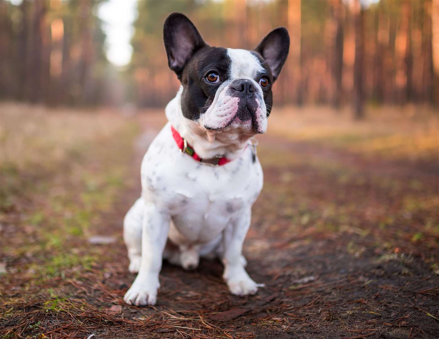 A French bulldog was found dead in a ditch in West Malling. Stock picture
