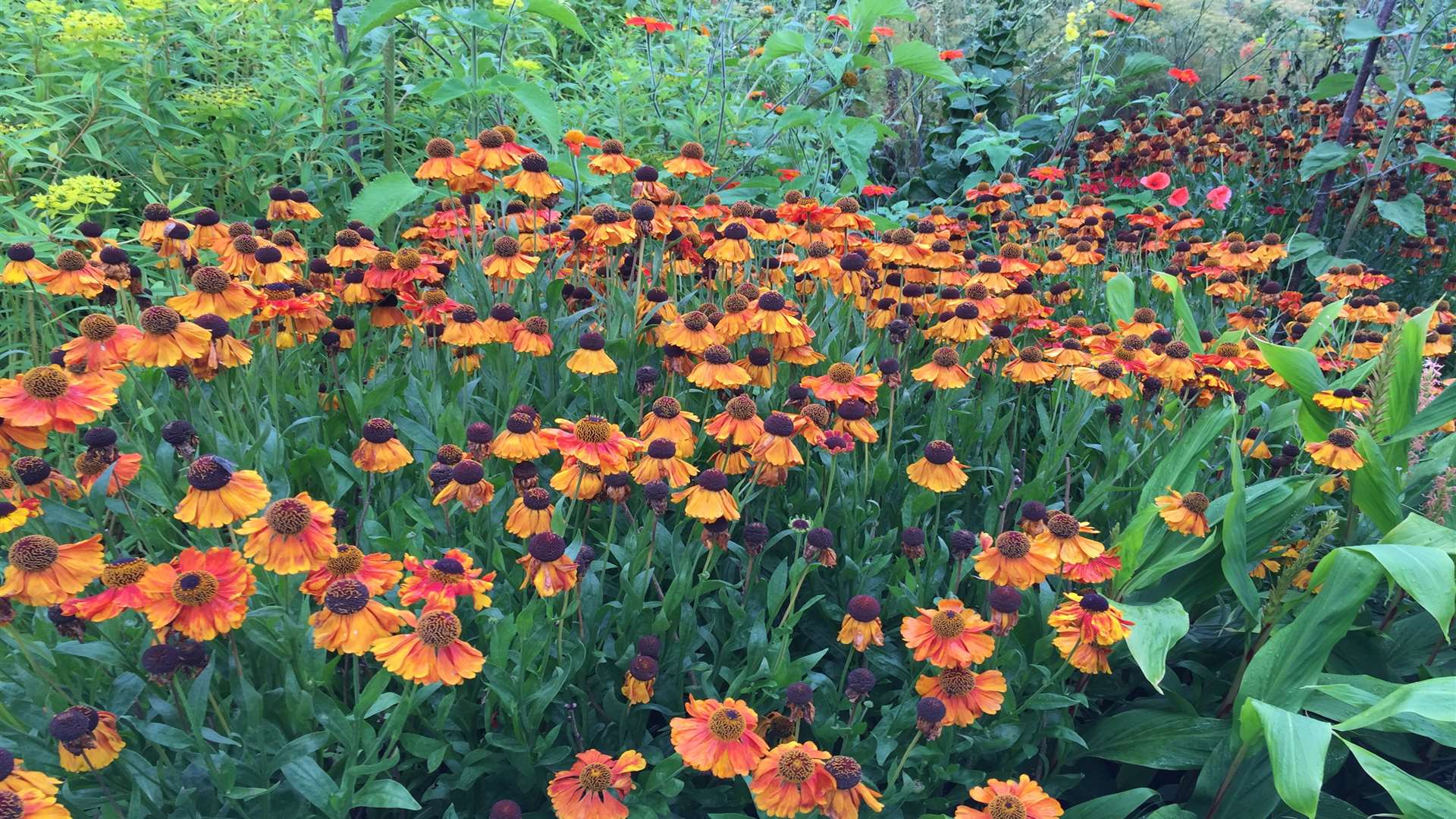 Heleniums are favourites for late summer colour