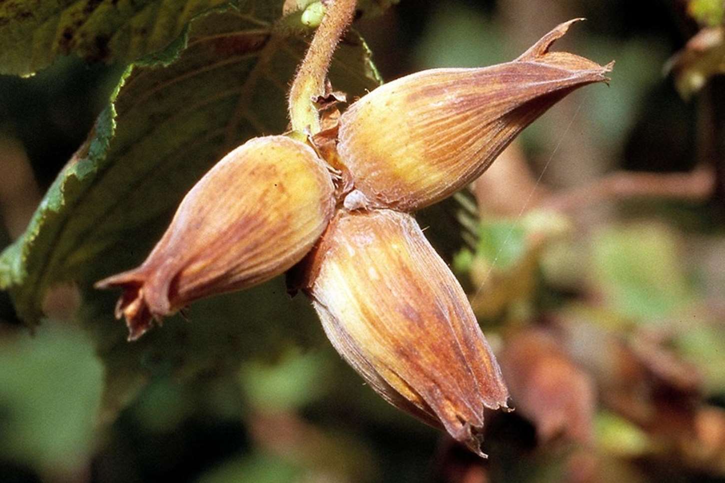 It is expected to be a record year for Kentish cobnuts