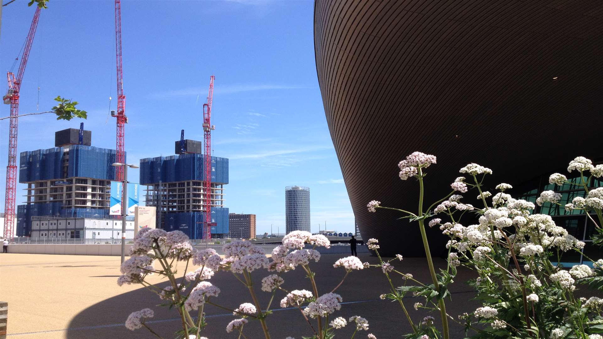 Beautiful planting against a backdrop of development in East London
