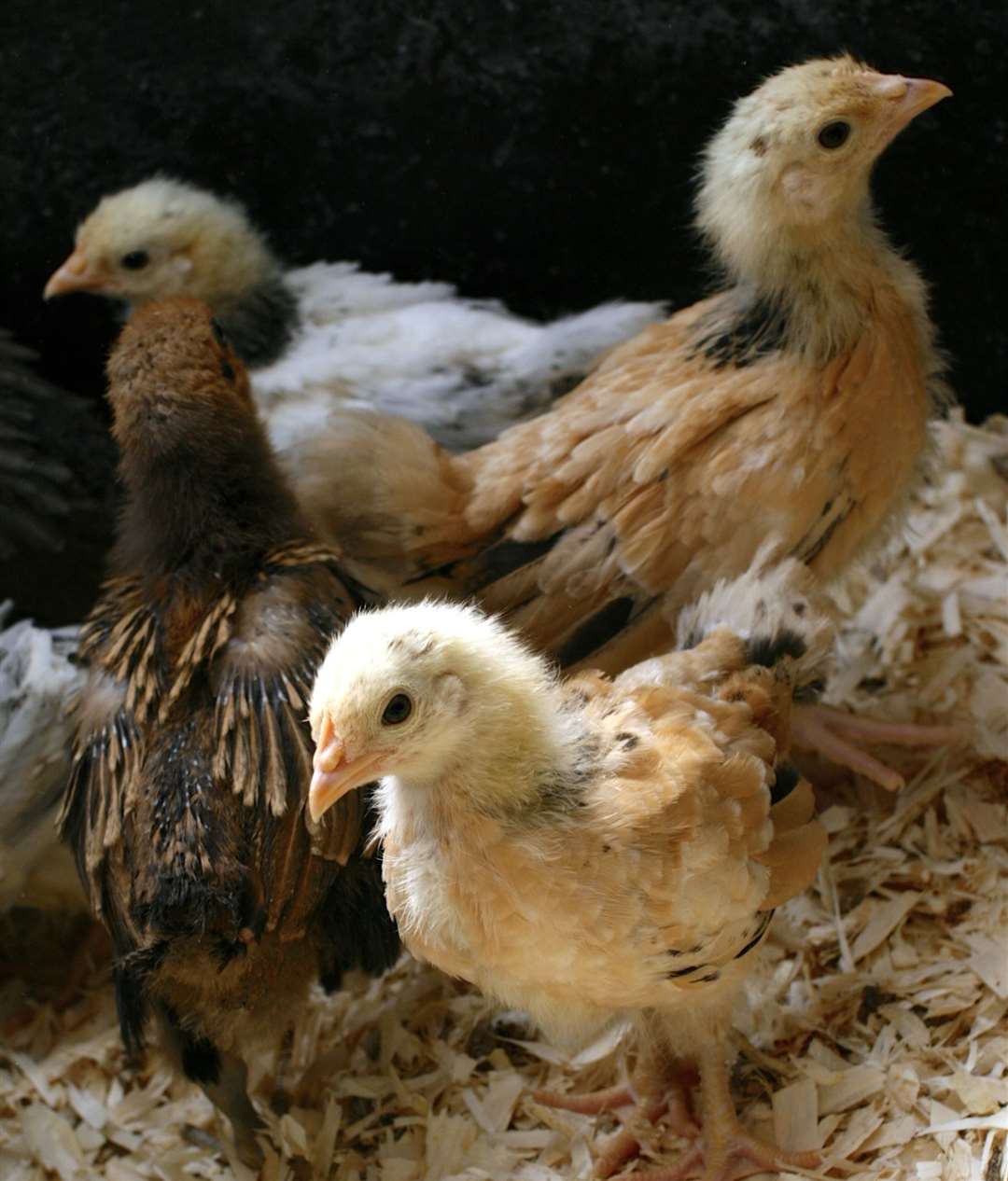 Learn about hens and gardens